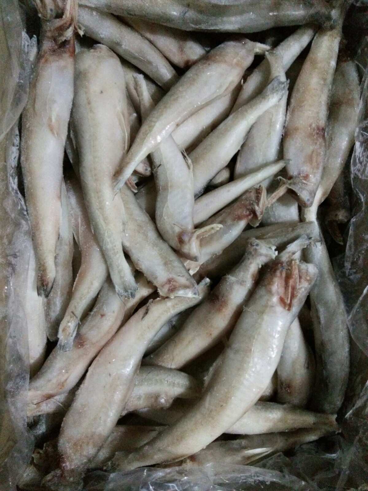 水產(chǎn)類凍品 捕撈瞬間的美味延續(xù)
